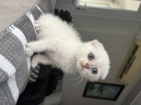 Acil sahiplendirme scottish fold