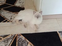 2 YAŞINDA ERKEK BLUE POİNT KEDİMİZ