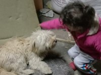 Sahiplendirme terrier