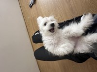 Maltese 4 aylık