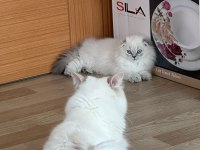 Scottish Longhair