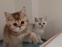 Yeni yuvasına gitmeye hazır bir küçük prens kedimiz