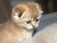 Üst düzey scottish fold yavrular