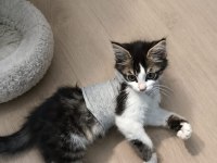 2 Kardeş Kedilerime Ömürlük Yuva