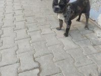 NADİR IRK BULLDOG MERLE