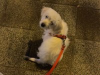 3 Aylık Yavru Köpeğimiz