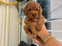 Erkek Dişi Toy Poodle