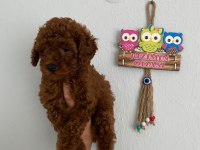 Red Brown Poodle Yavrularım