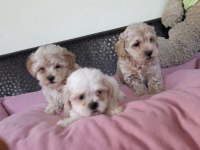 Kore kan maltipoo bebekler