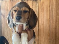 Beagle bebişler