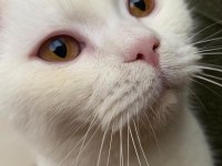 Acil sahiplendirme british shorthair