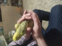 Show Jumbo Muhabbet Kuşu