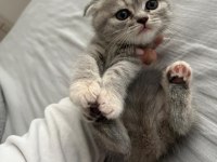 Son kalan yavru scottish fold
