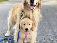 İzin Belgeli Üretim Çiftliğinden Golden Retriever Kapıda Öde