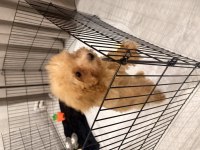 Sevimli ve akıllı köpeğime ACİL yuva arıyorum
