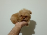 Mini boy tea cup Maltipoo yavrumuz ırk garantili teslim