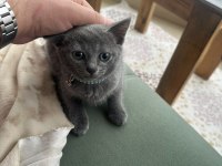Yavru british shorthair kedisi