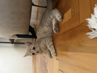 2.5 Aylık British Shorthair Kedimiz