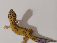 Leopard gecko dişi ve erkek