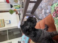 2 buçuk yaşında miniature schnazuer dişi