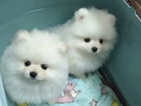 Dişi ve erkek pomeranian boo yavrularımız