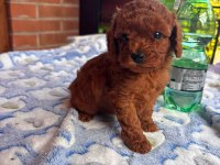 Veteriner Kontrolleri Yapılan Toy Poodle Yavrular