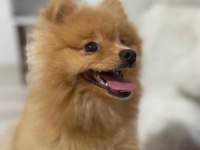 Acil ücretli sahiplendirelecek pomeranian boo
