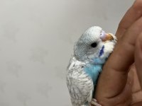Yeni Yeme Düşmüş Bebek Muhabbet Kuşu