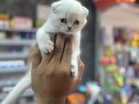 2 Scottish fold 3 british yavrularımız