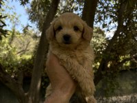 MALTİPOO KORE KAN F2 DÜNYA TATLISI BEBEKLER