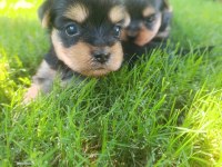 Bir avuç mutluluk köpeğimiz