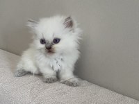 British shorthair 1.5 aylık dişi