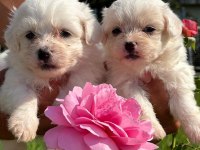 Maltese Terrier yavruları