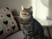 Scottish Straight Golden Tabby