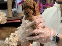 Mini Boy Toy Poodle Yavrularımız A Kalite Şecereli