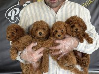 SÜPER KALİTE TOY POODLE YAVRULAR ANKARA MAĞAZAMIZDA