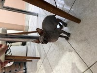 3 AYLIK SFENKS YAVRU KEDİLER