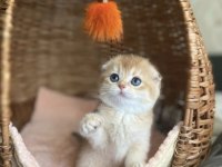 Üstün Kalite Top Kafa Golden Scottish Fold Shorthair 