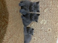 BEBEK KEDİLER YENİ YUVALARINI ARIYOR
