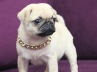 Köpekte kalite asla tesadüf değildir