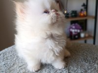 2 AYLIK REDPOİNT YAVRU KEDİMİZ