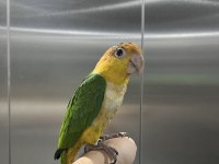 EVCİL CAIQUE YAVRU