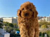 Toy poodle yavru köpekler