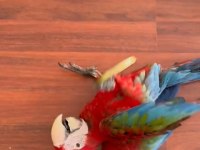 Resim kuşu kırmızı mavi macaw mevcut