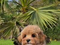 Özel Micro Maltipoo Yavruları