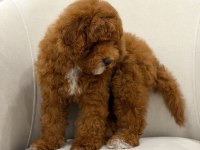 WC EĞİTİMLİ AŞILARI TAM DİŞİ TOY POODLE YAVRUMUZ