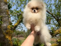 Pomeranian yavrularımız teslime hazır