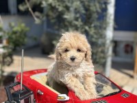 MİNİ F1 MALTİPOO YAVRULARIMIZ