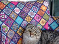 Scottish fold mama karşılığında sahiplendirmek istiyorum