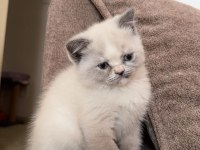 British shorthair blue point